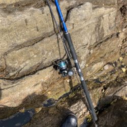 薄いサラシからヒラスズキ