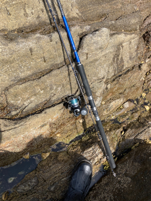 薄いサラシからヒラスズキ