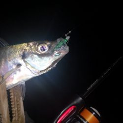 アジング練習 295