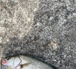 まさかのシーバス