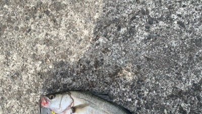 まさかのシーバス