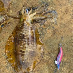 こんな所でアオリイカ!?