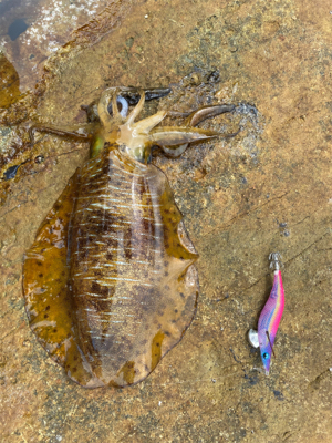 こんな所でアオリイカ!?