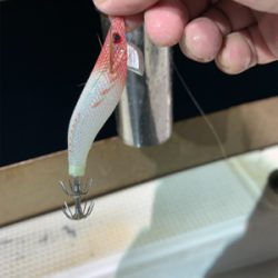 イカメタル 京丹後