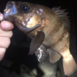 リベンジメバリング