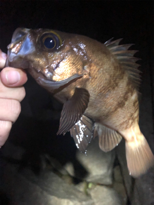 リベンジメバリング