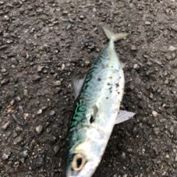 本命タチウオGetならず