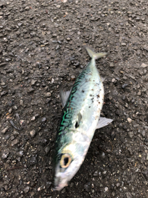 本命タチウオGetならず