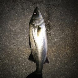 久しぶりにチヌ