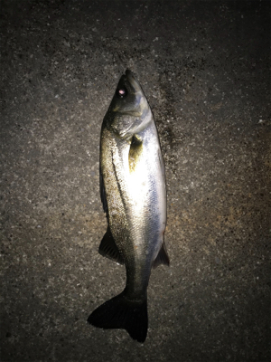 久しぶりにチヌ