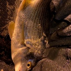 ベイトだらけでシーバスだらけアジング