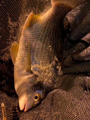 ベイトだらけでシーバスだらけアジング