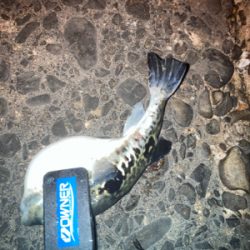 アジング　デイはジグ、ナイトはジグヘッド