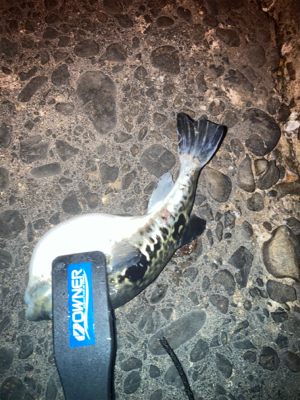 アジング　デイはジグ、ナイトはジグヘッド