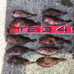 ロックフィッシュ20