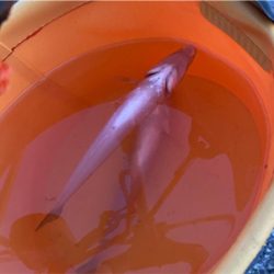 キス釣り、カサゴ釣り