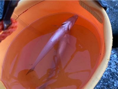 キス釣り、カサゴ釣り