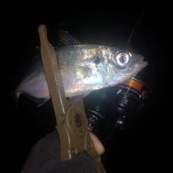 アジング練習　297