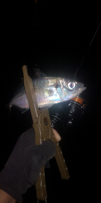 アジング練習　297