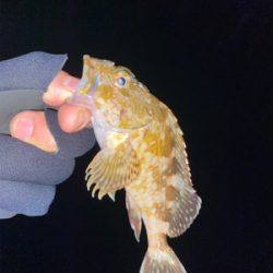 アジを釣りに行ったけど。