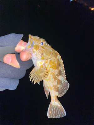 アジを釣りに行ったけど。