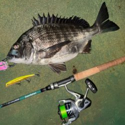 バチ抜けシーバス