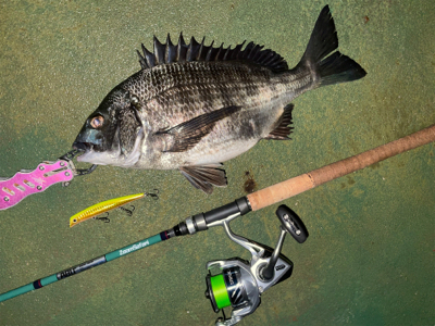 バチ抜けシーバス