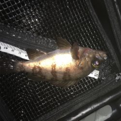 メバリング最高❗️