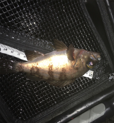 メバリング最高❗️