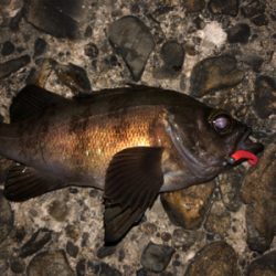 メバル最高❗️