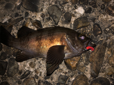 メバル最高❗️