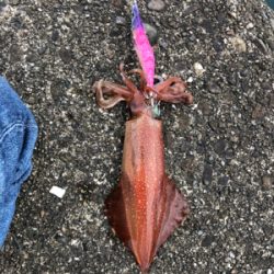 イカ釣り