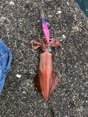 イカ釣り