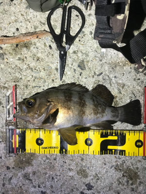 良型よく釣れます