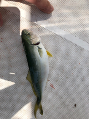 知り合いと共にボートシーバス