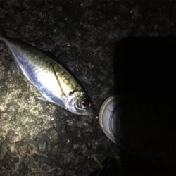 カゴ釣りでマアジがぽつぽつ