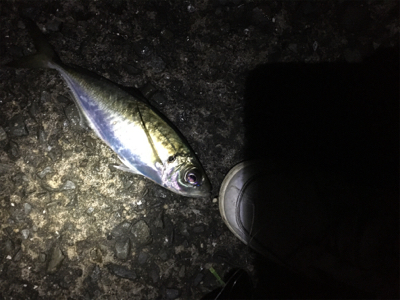 カゴ釣りでマアジがぽつぽつ