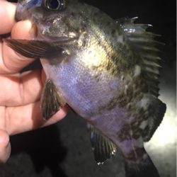 梅雨メバル始まる