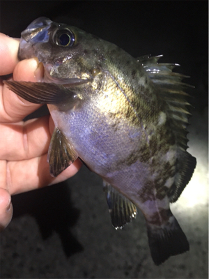 梅雨メバル始まる