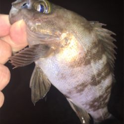 好調梅雨メバル