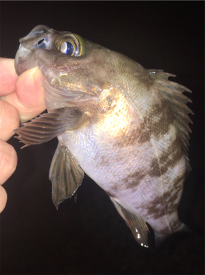 好調梅雨メバル