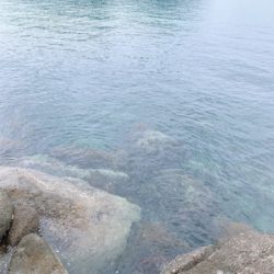 ロックフィッシュ