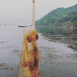 和歌山エギング