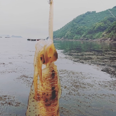 和歌山エギング