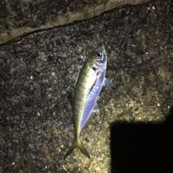 カゴ釣りでアジとサバ