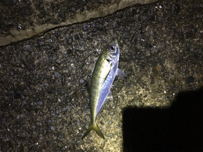 カゴ釣りでアジとサバ