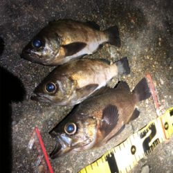 久しぶりのメバル