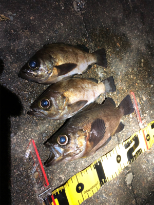 久しぶりのメバル