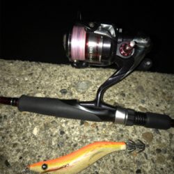 念願のアオリイカ キロUP\(^o^)/