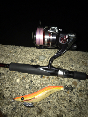 念願のアオリイカ キロUP\(^o^)/